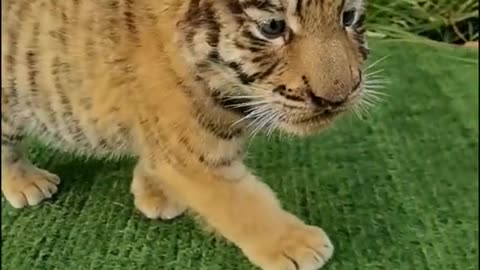 Cute little tiger