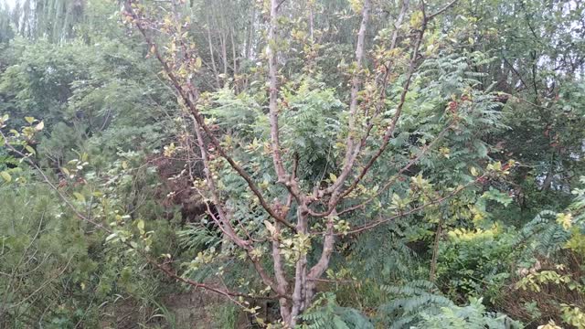 The rain knocked down a lot of leaves, is it autumn?