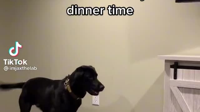 Dogs dinner dance