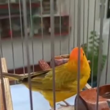 Canary of the land singing a lot when he sees his owner!♾