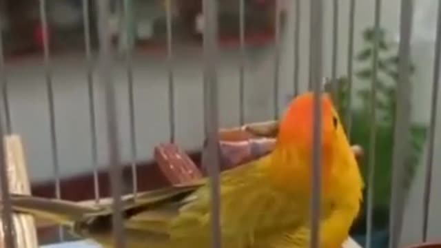 Canary of the land singing a lot when he sees his owner!♾