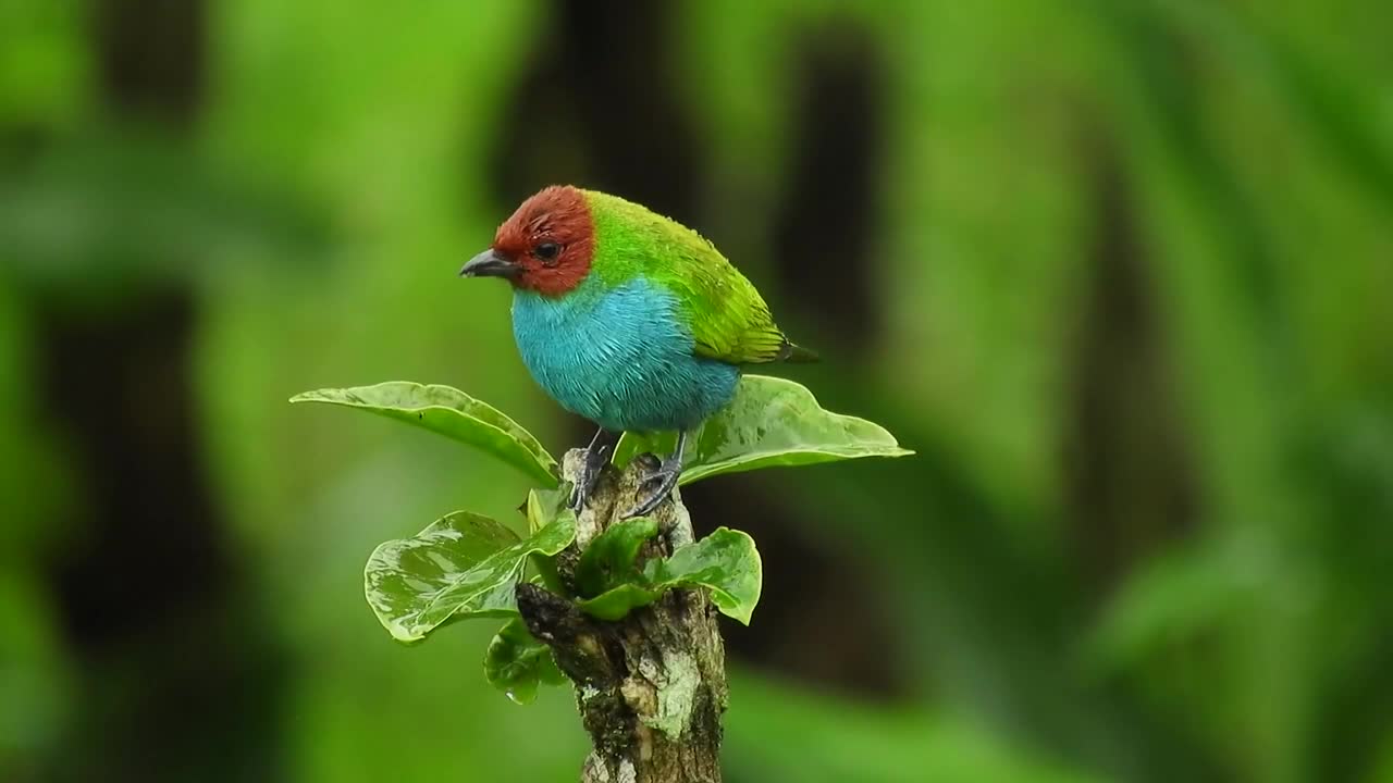 The Green sparrow- Bird