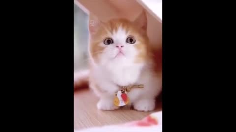 Cat funny video