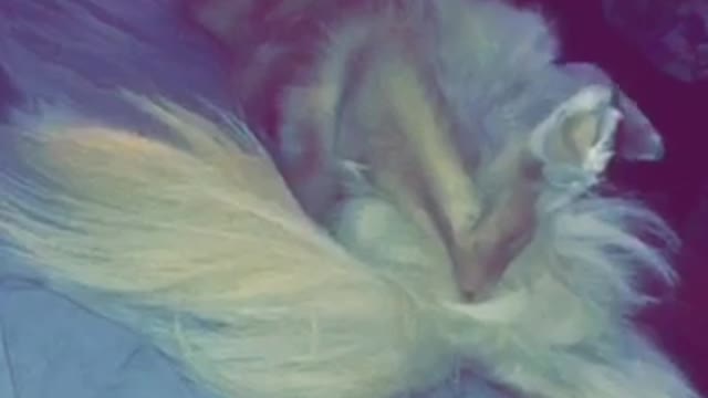 Golden dog laying down in bed with its leg spread out