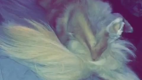 Golden dog laying down in bed with its leg spread out