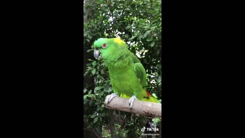 Funny and Cute Parrots - Watch These Crazy Birds!