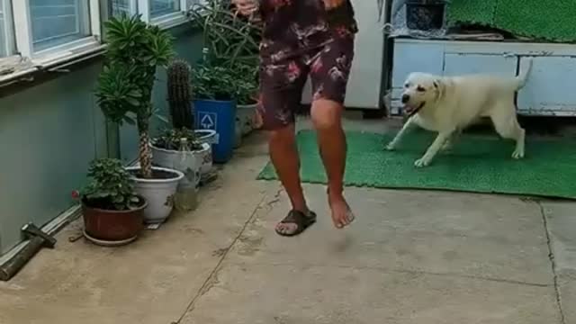 Prank Dog Very Funny - Must Watch Funny Comedy New Prank With Try To Stop Laug