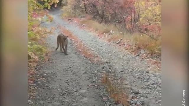 The tiger is approached by a predatory tiger