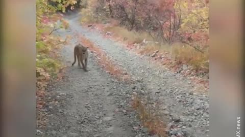 The tiger is approached by a predatory tiger