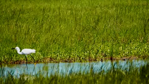 Watch how a heron hunts in the little river in the morning