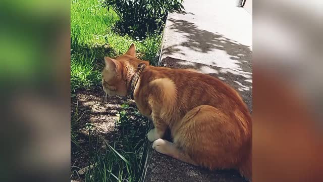 Cat eats grass.