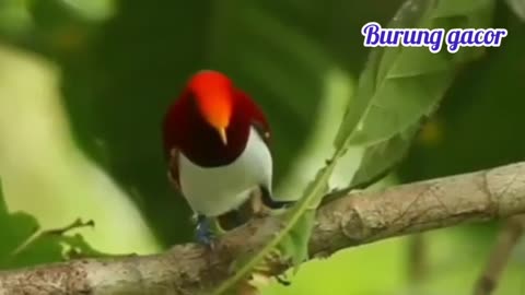 the most beautiful bird in the jungle of Papua