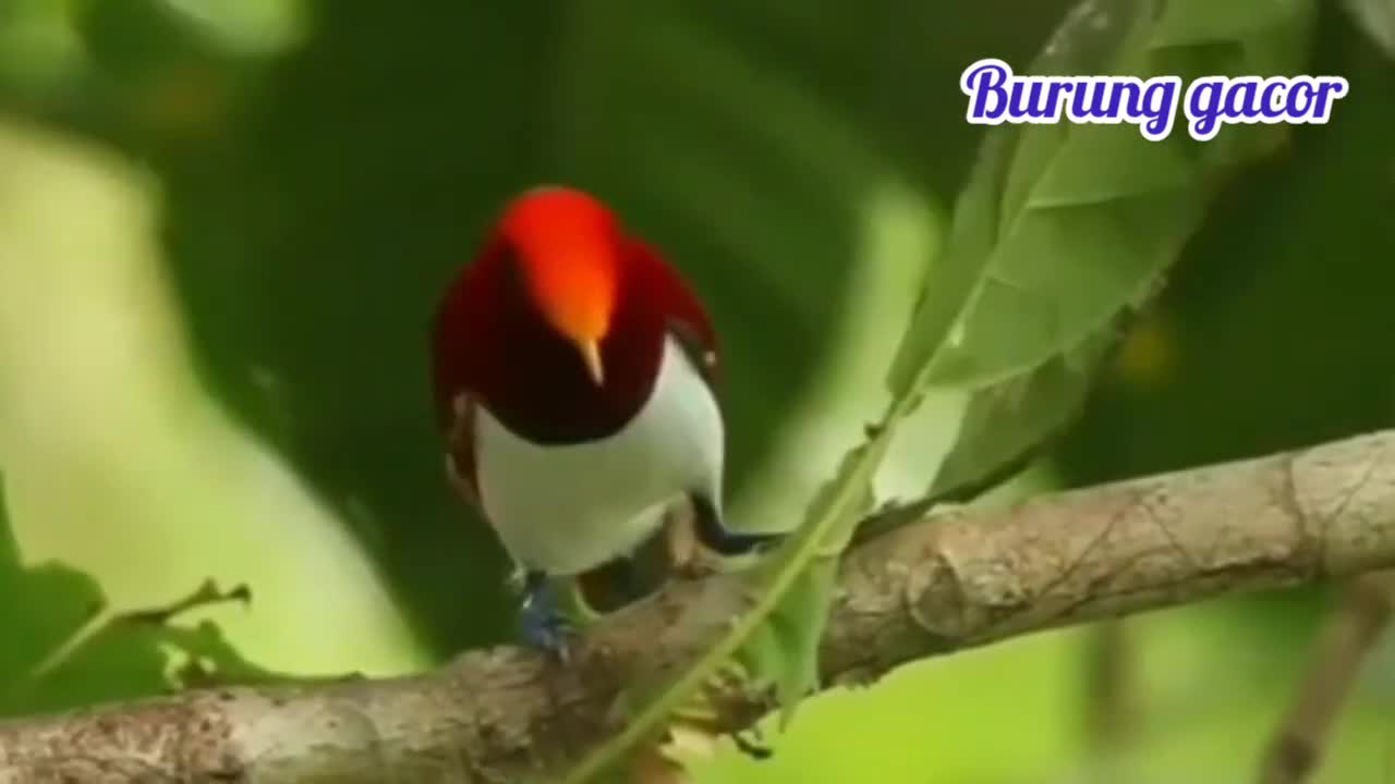 the most beautiful bird in the jungle of Papua