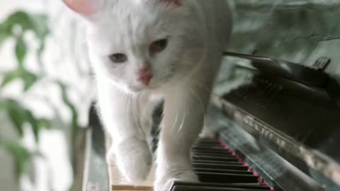 Cat walk with play piano