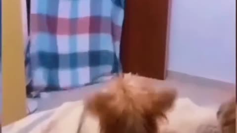 Funny dogs
