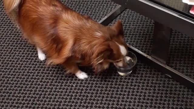 Petey's day at the office.