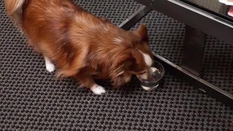 Petey's day at the office.