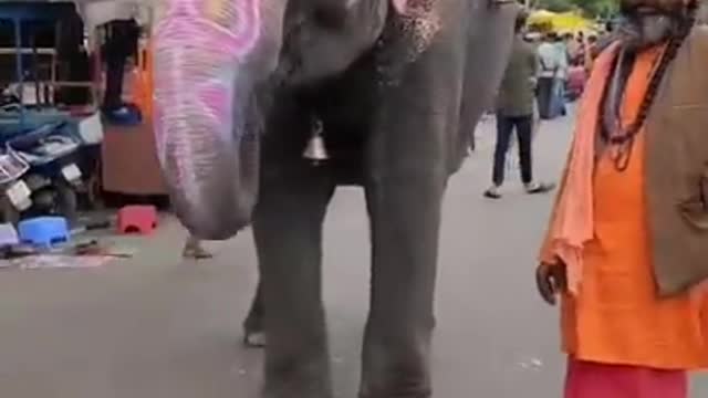 Elephant