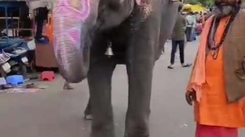 Elephant