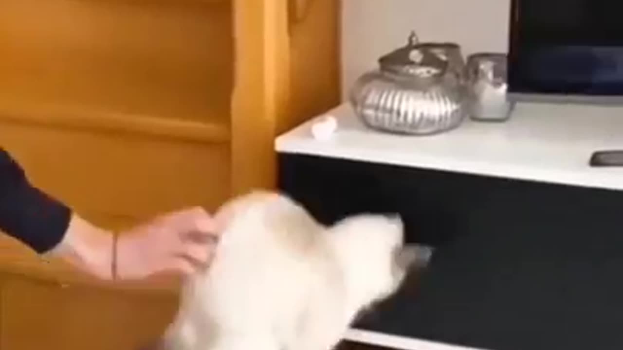 Funny animal videos 😅😅😅