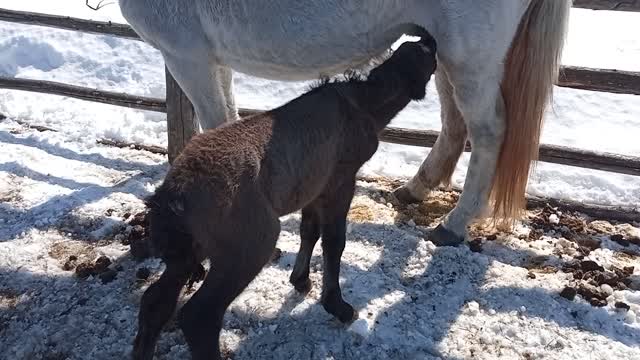 Foal drinks mother's milk