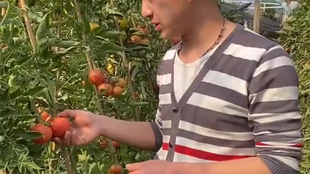 Farm Fresh Ninja Fruit Cutting Desi Satisfying Fruit Ninja Fruit Ideas | Amazing Fruits Video