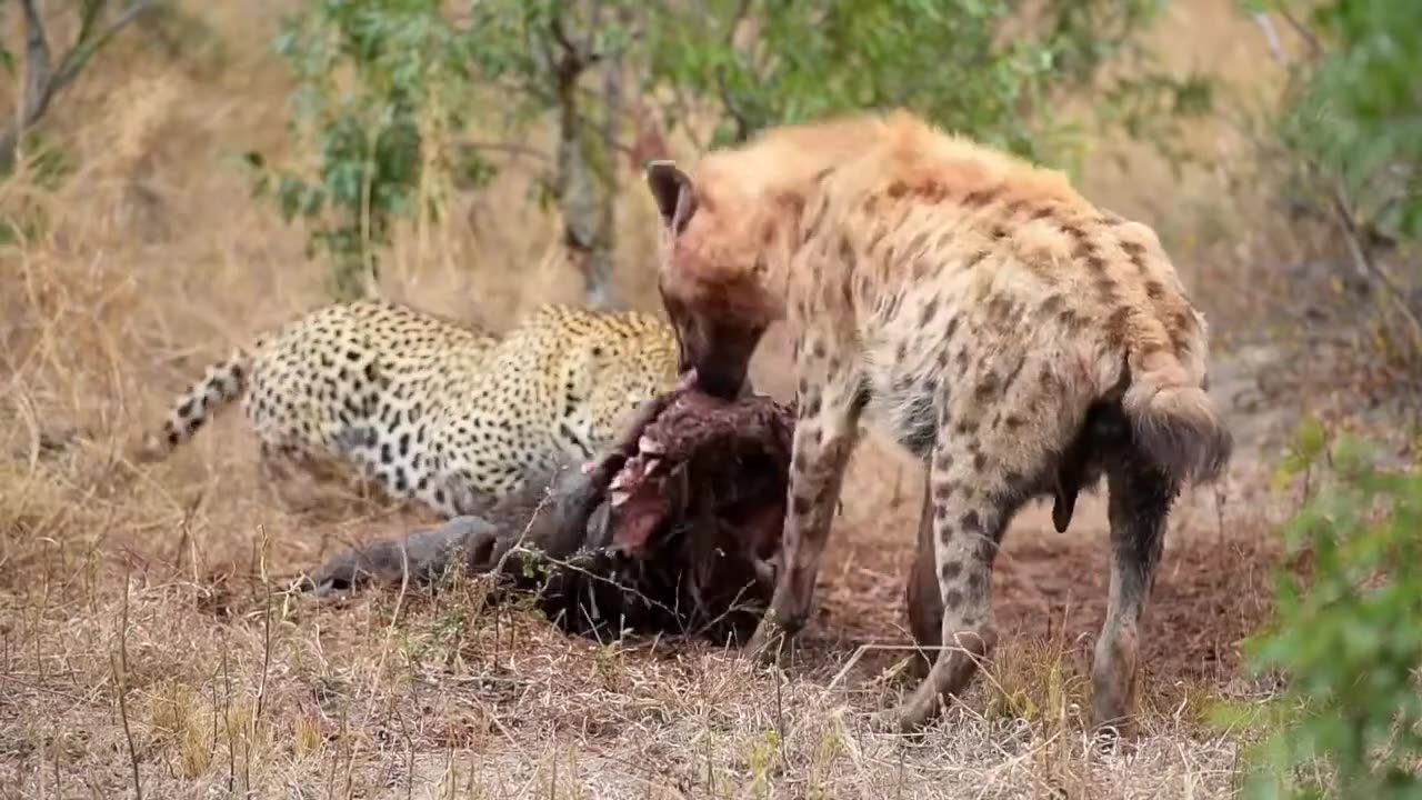 Vicious attack on hyenas by pack of wild dogs