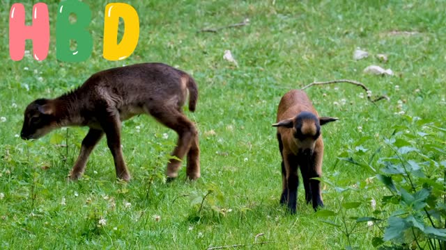 Cameroon 🐑 Sheep Cub Sheep baby 💕video