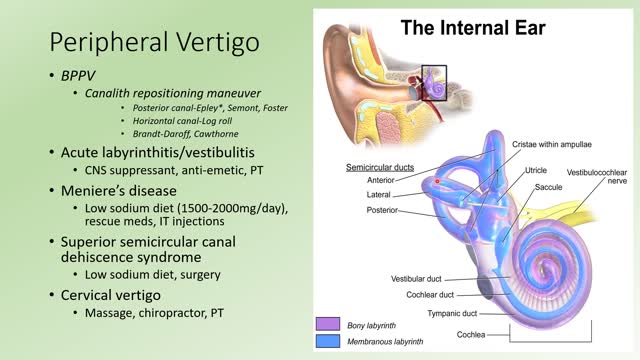 Holistic Approach to Vertigo and Tinnitus