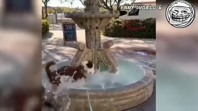 Funniest dogs and cats animals videos