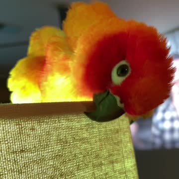 Pluto was practicing his stealth moves last night!