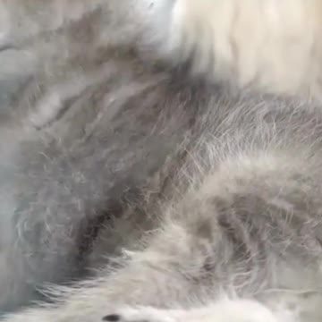 🐈🐈🐈🐈😺😺😺😺😺