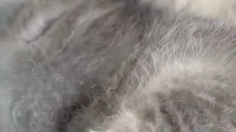 🐈🐈🐈🐈😺😺😺😺😺