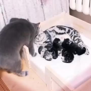 🥰🐈🥰🐈🥰🐱Love