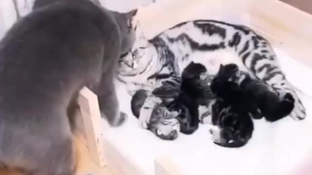 🥰🐈🥰🐈🥰🐱Love