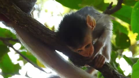 Cute baby monkey training clam tree.#11#love animals.