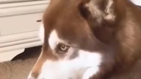 Angry dog video