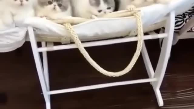 Cute Cats