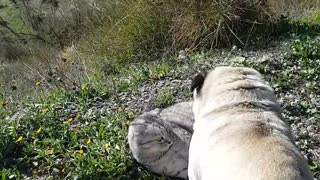 Pug and cat wrestle atop beautiful Spanish mountain