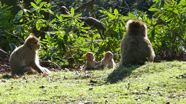 Watch a wild macaque