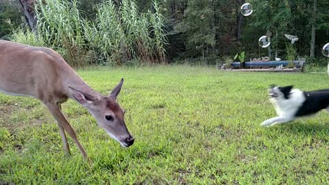 Bubble fun with border collies & Baby the deer.