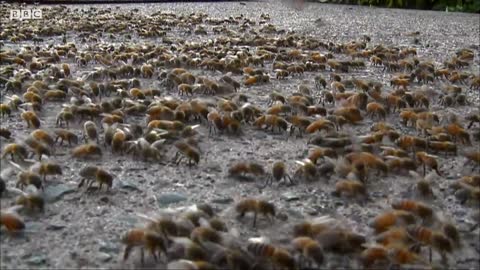 The Man Who Can Control Bees | Superswarm | BBC Earth