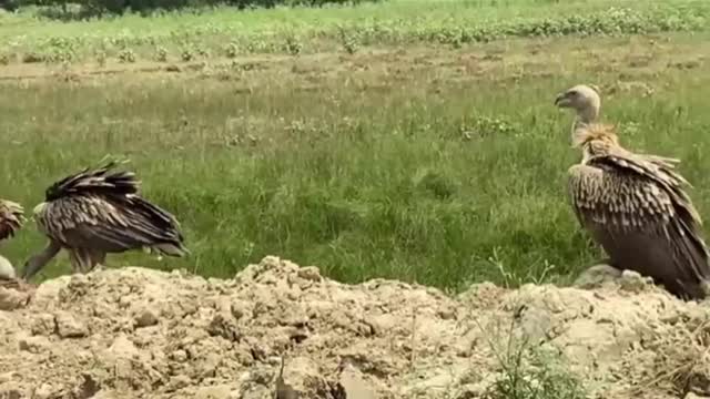 aakhir India ko kyon chod Gaye giddh