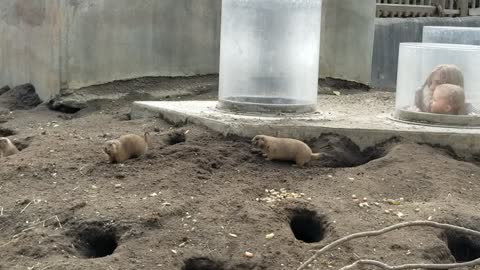 Zoo Prairie Dogs