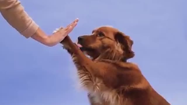 Beautiful Dog Video