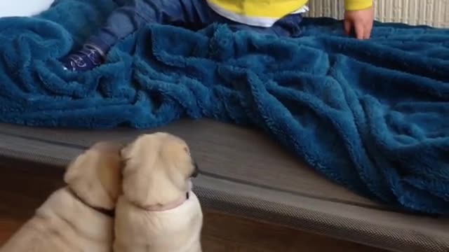 Cute baby and funny dog videos