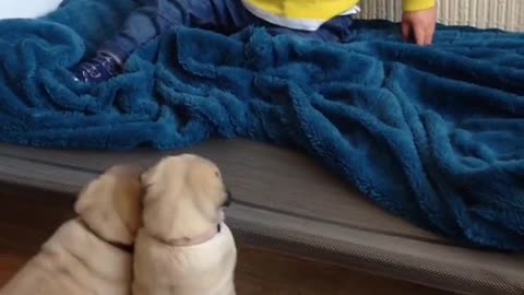 Cute baby and funny dog videos