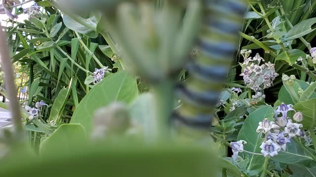 Waikiki Caterpillar