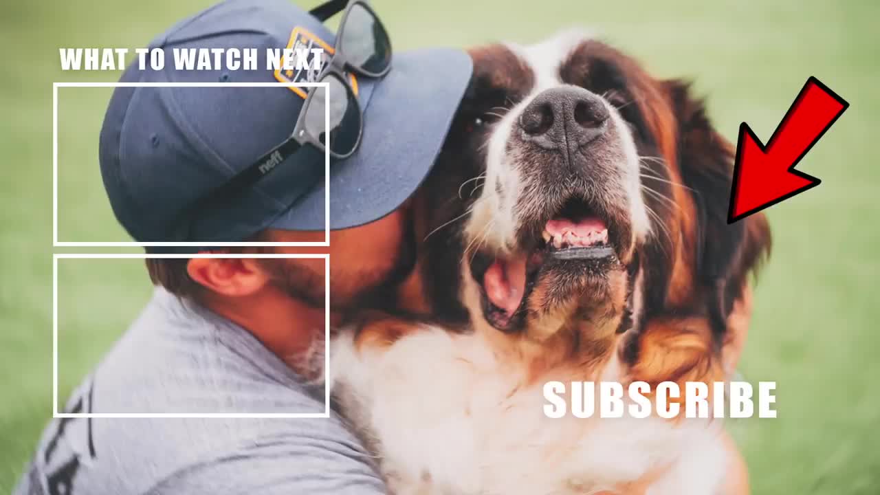 How to Train ANY DOG the basics- Dog Training foundation