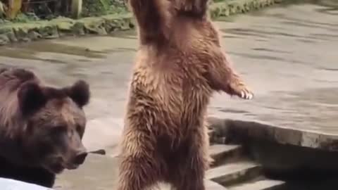 Bear tries to get attention of person feeding other bears